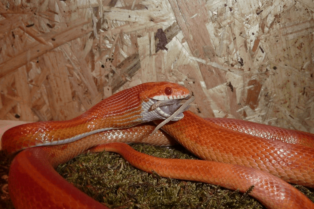 10 Fascinating Facts About Ball Pythons You Need to Know